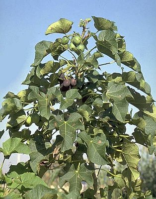 JATROPHA CURCAS